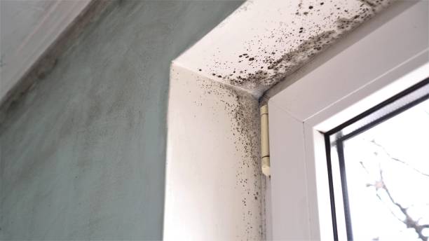 Best Mold Prevention Services  in Aliso Viejo, CA