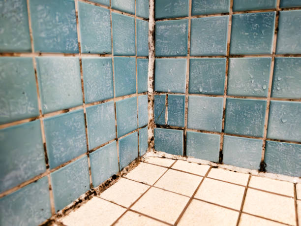 Mold Documentation for Insurance Claims in Aliso Viejo, CA