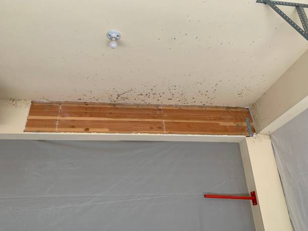 Best Crawl Space Mold Remediation  in Aliso Viejo, CA