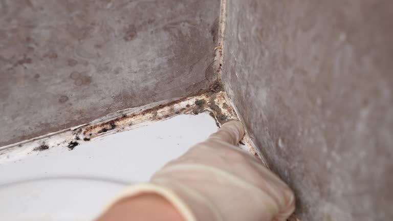 Best Attic Mold Removal  in Aliso Viejo, CA