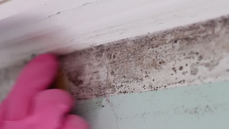 Best Mold Odor Removal Services  in Aliso Viejo, CA